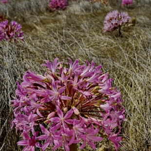 Brunsvigia bosmaniae